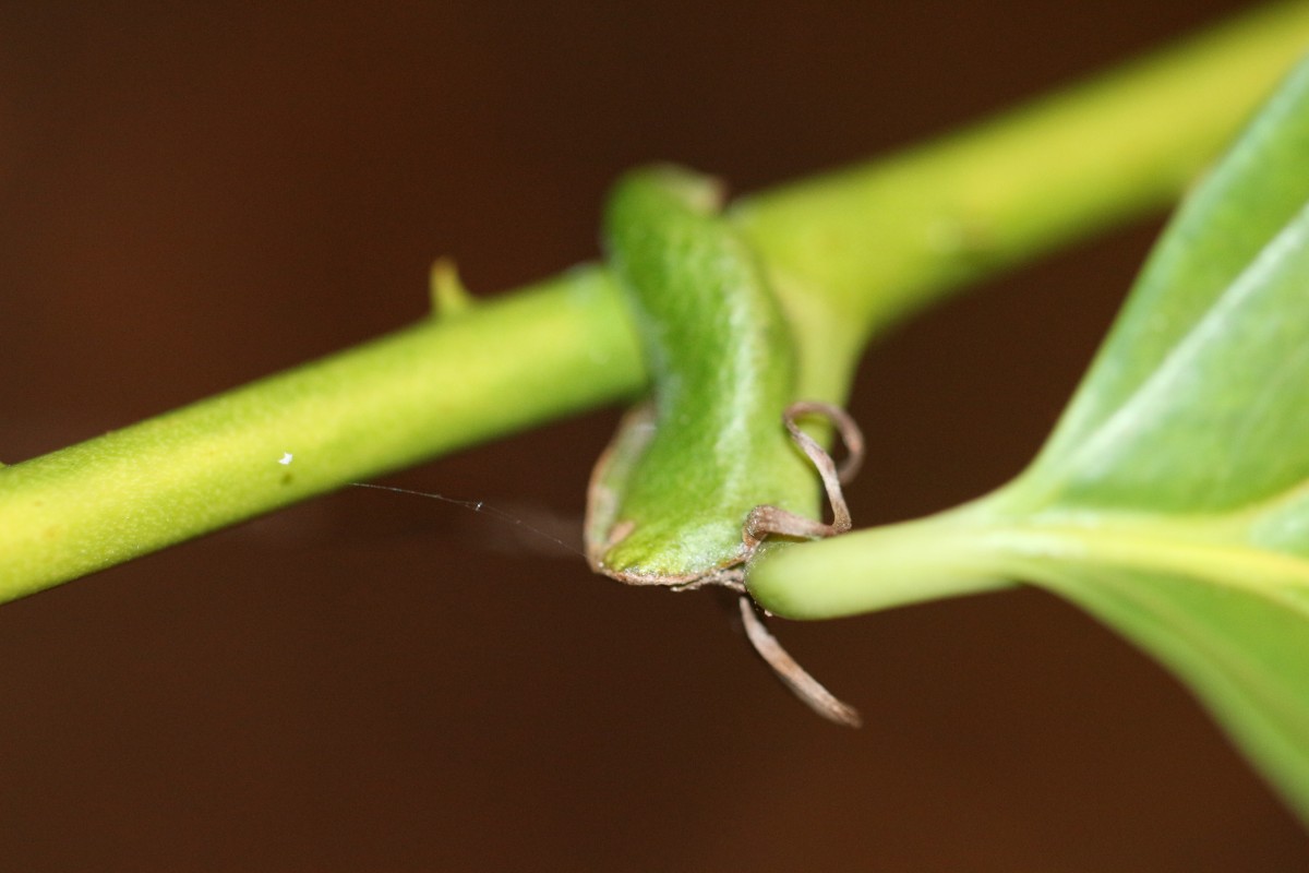 Smilax perfoliata Lour.